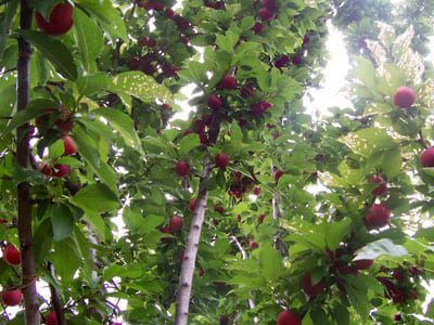 tree with red fruits